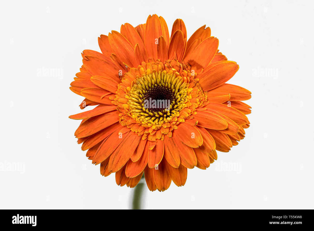 Primo piano focus impilati colpo di un crisantemo arancione isolato su sfondo bianco con tracciato di ritaglio Foto Stock