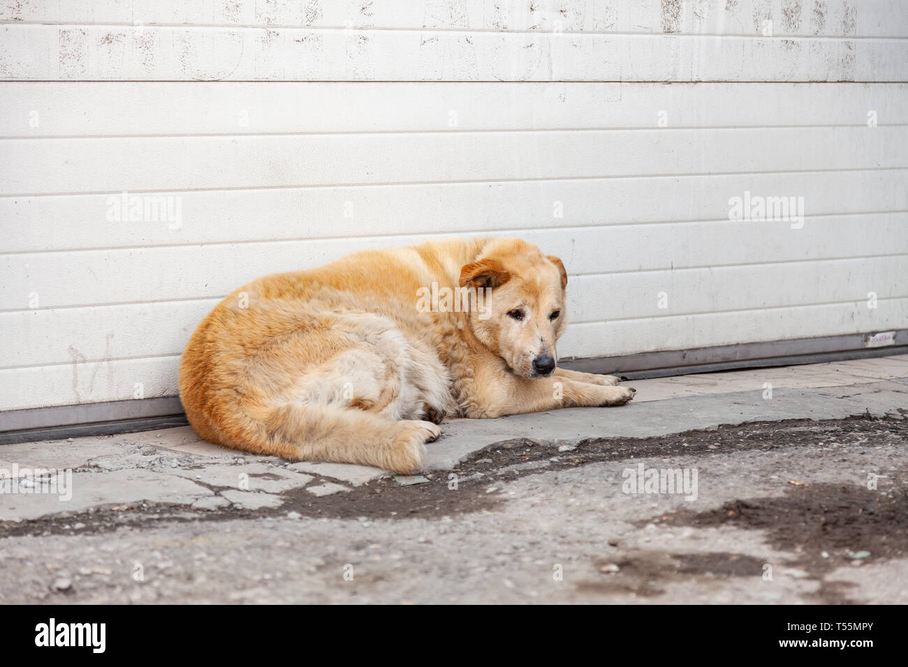 Senzatetto fluffy yellow dog con un aspetto triste fame si trova in attesa di aiuto alimentare e in prossimità della parete sull'asfalto sporco. Aiutare gli animali senza proprietari. Foto Stock