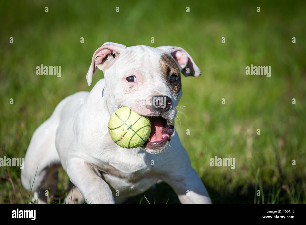 Cucciolo White Pit Bull che gioca con una palla gialla Foto Stock