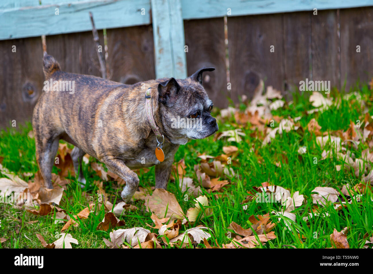 I cani in foglie di autunno Foto Stock