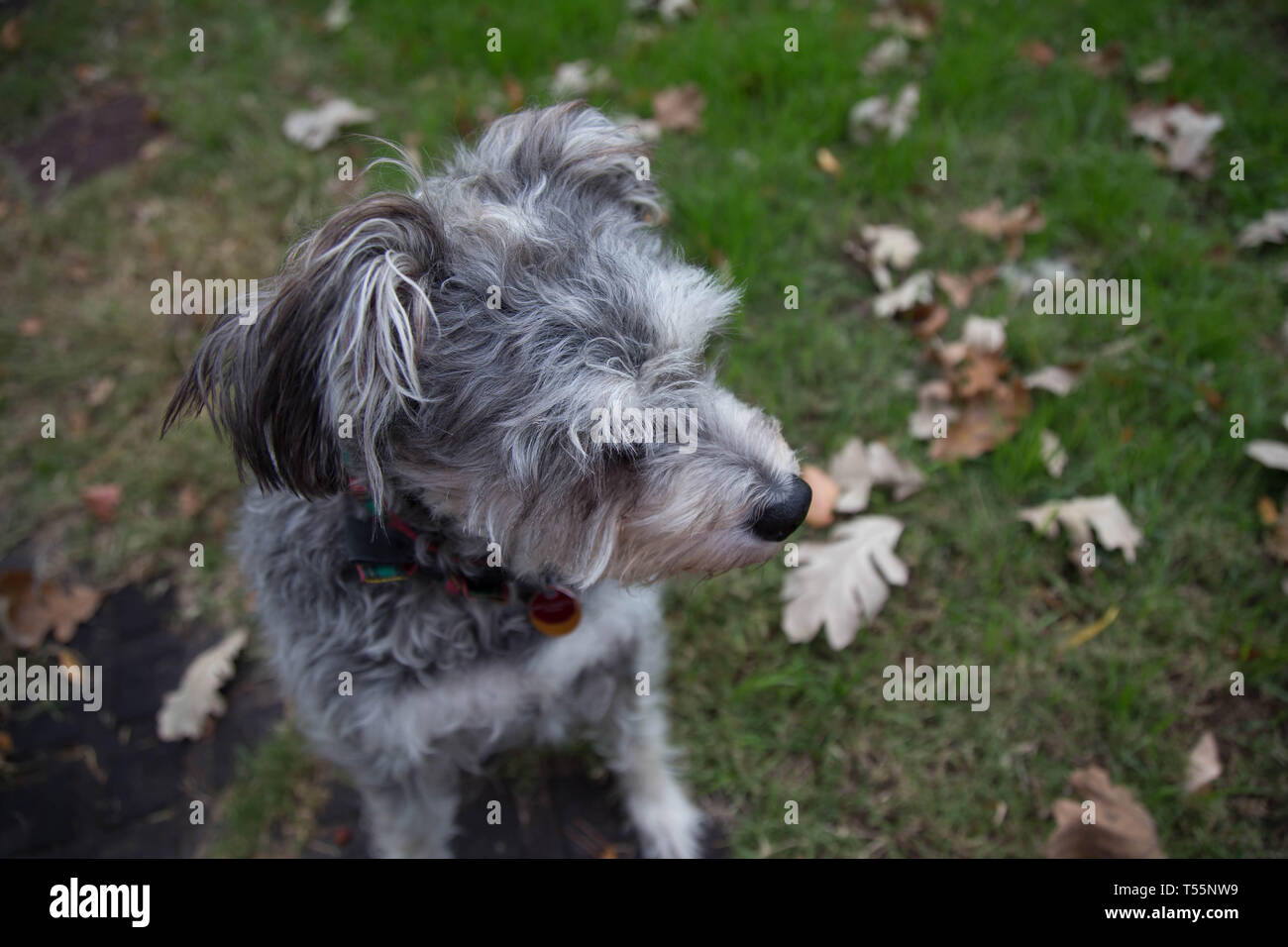 I cani in foglie di autunno Foto Stock