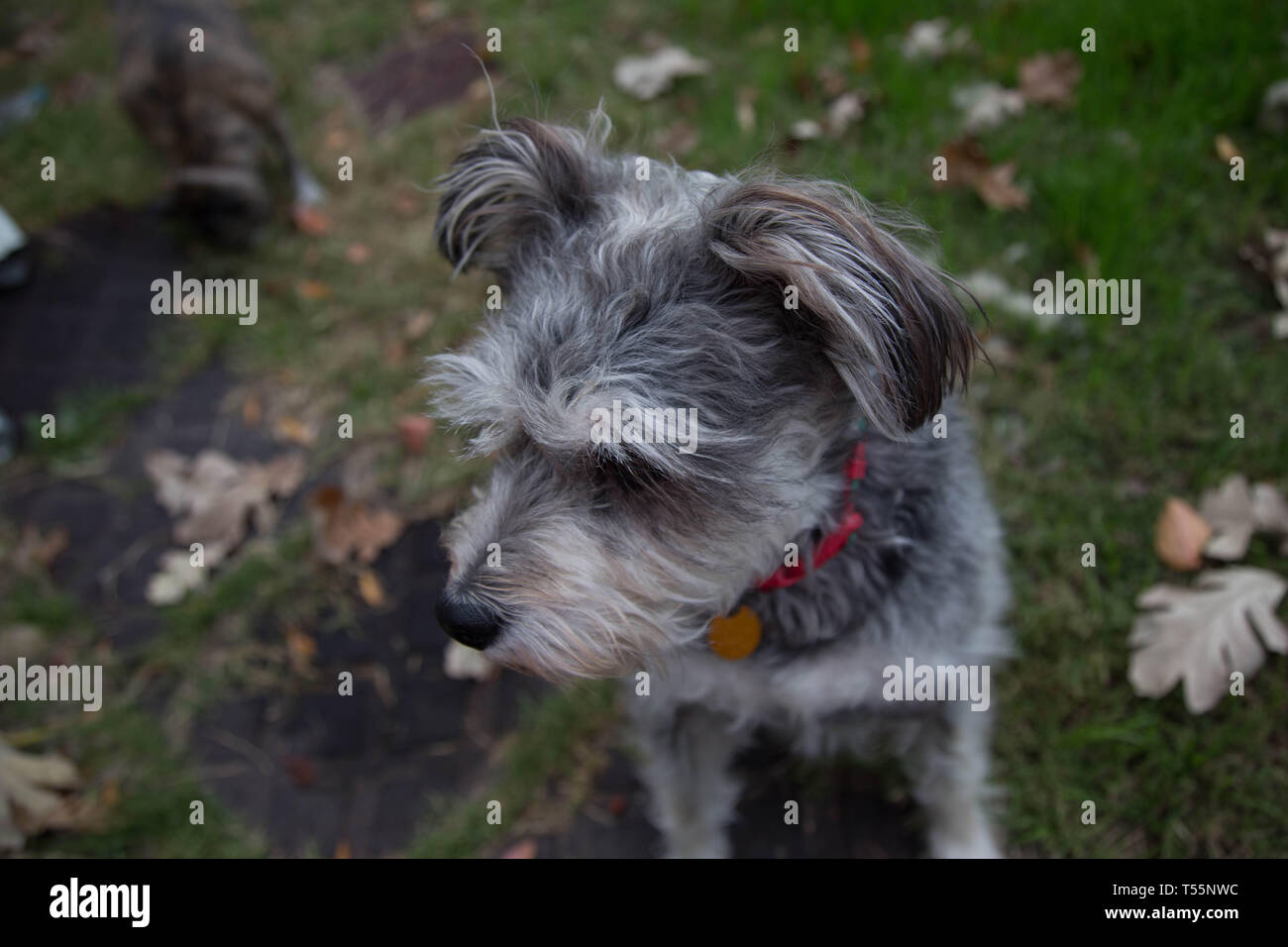 I cani in foglie di autunno Foto Stock