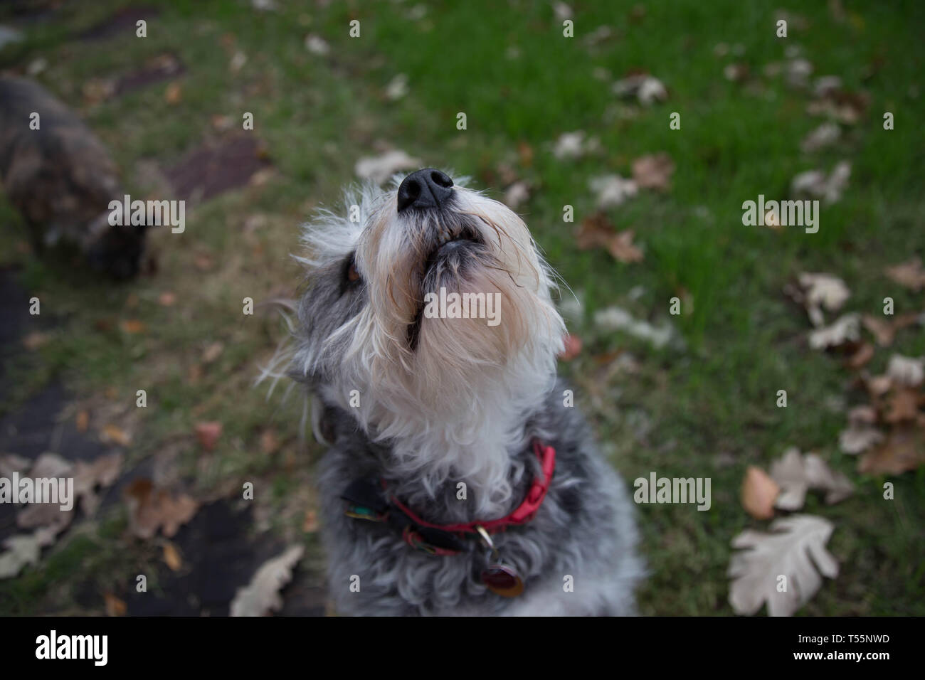 I cani in foglie di autunno Foto Stock