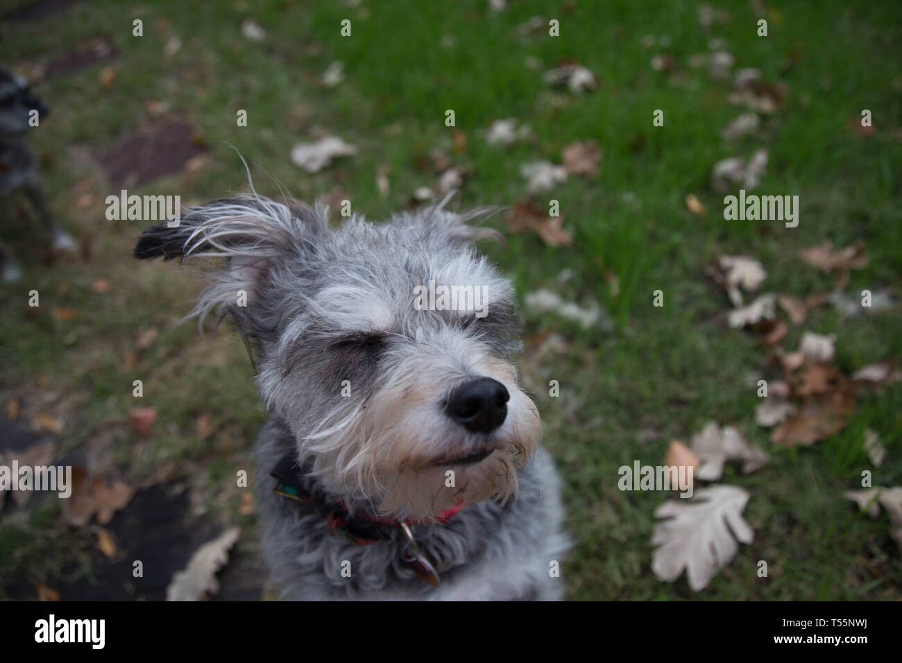 I cani in foglie di autunno Foto Stock