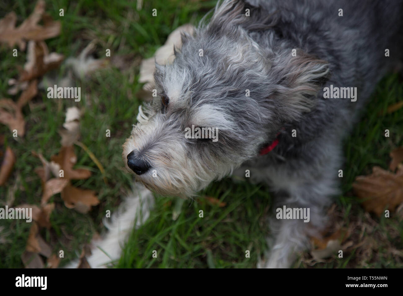 I cani in foglie di autunno Foto Stock