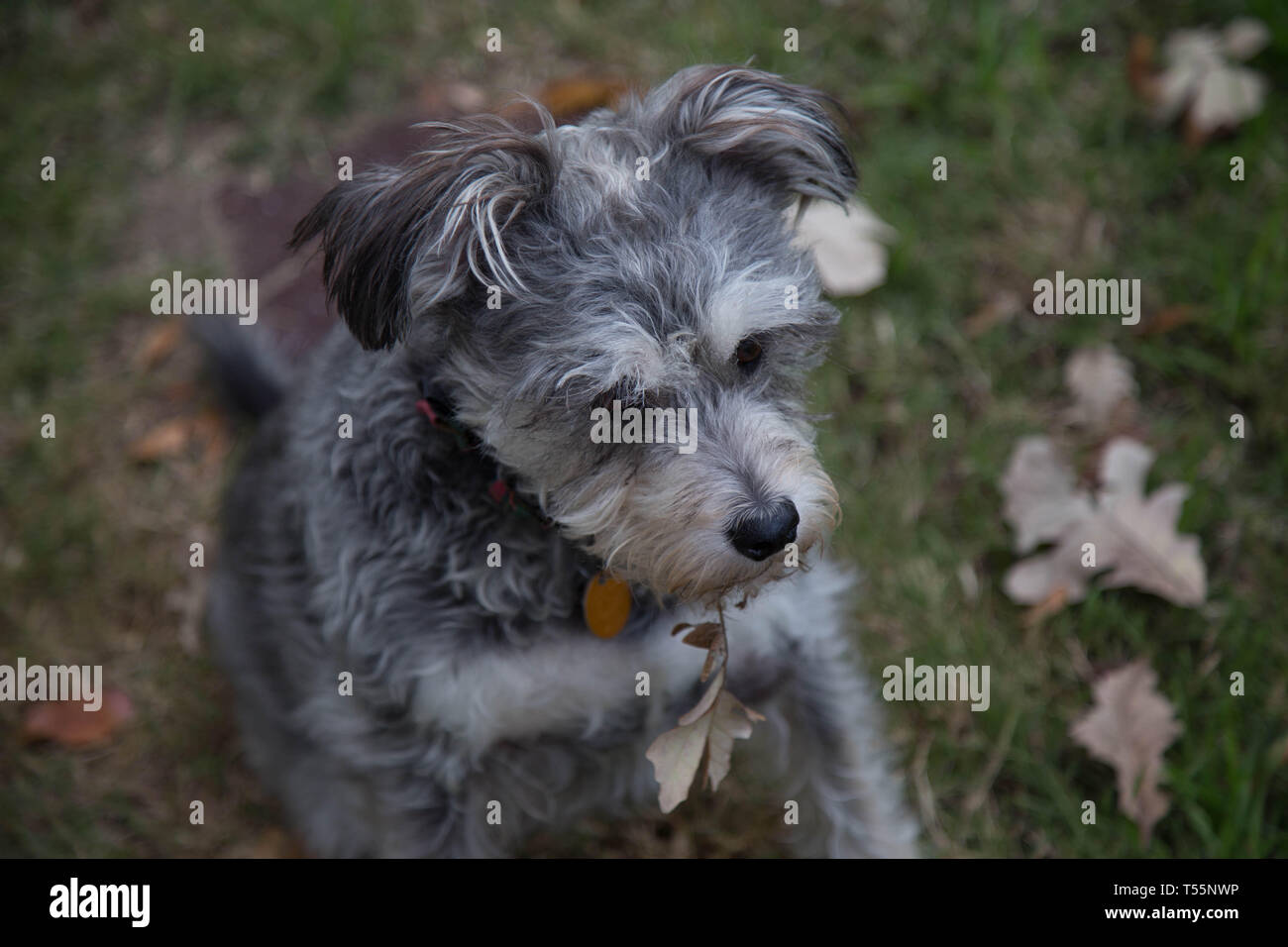 I cani in foglie di autunno Foto Stock