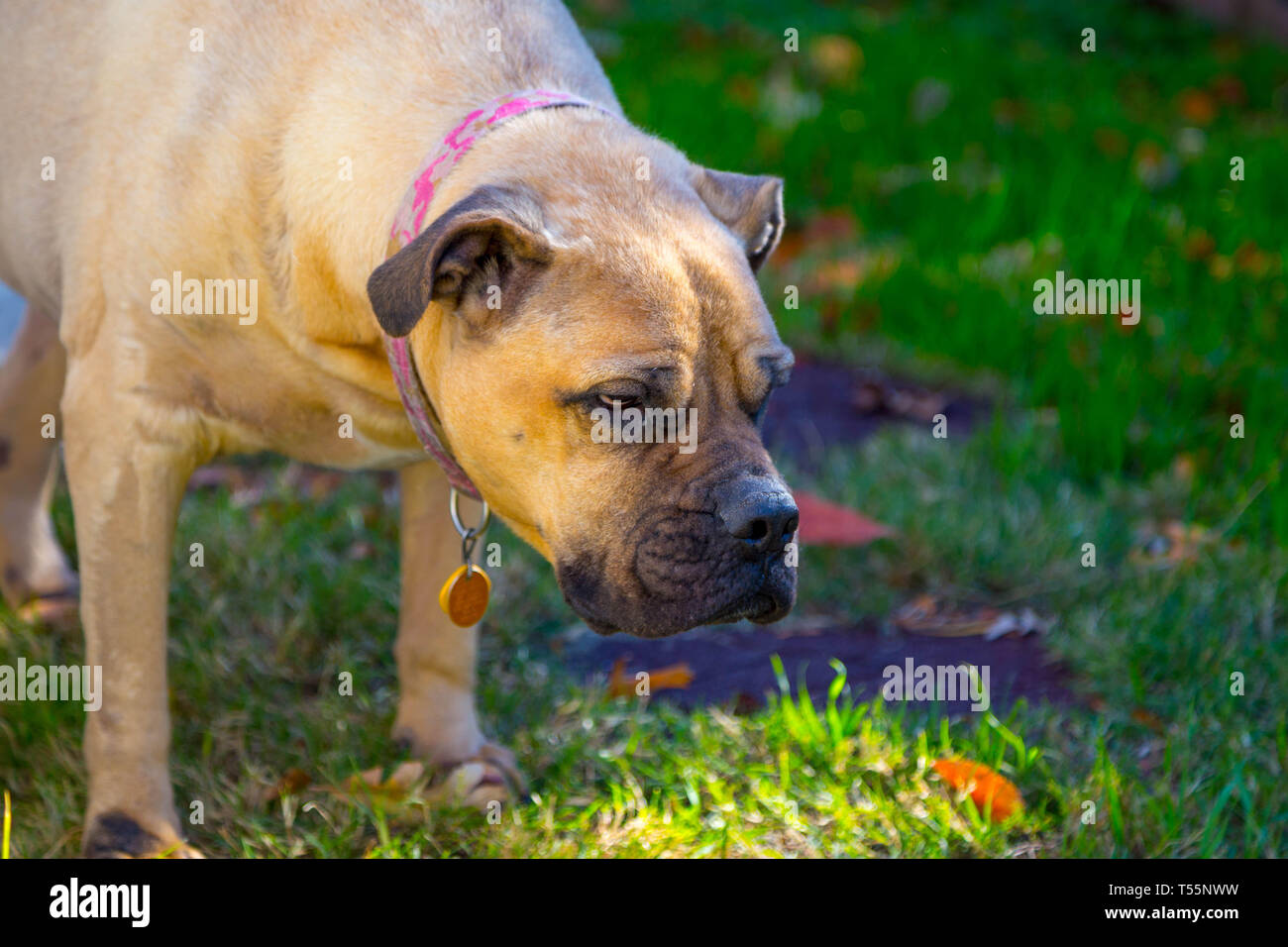 I cani in foglie di autunno Foto Stock