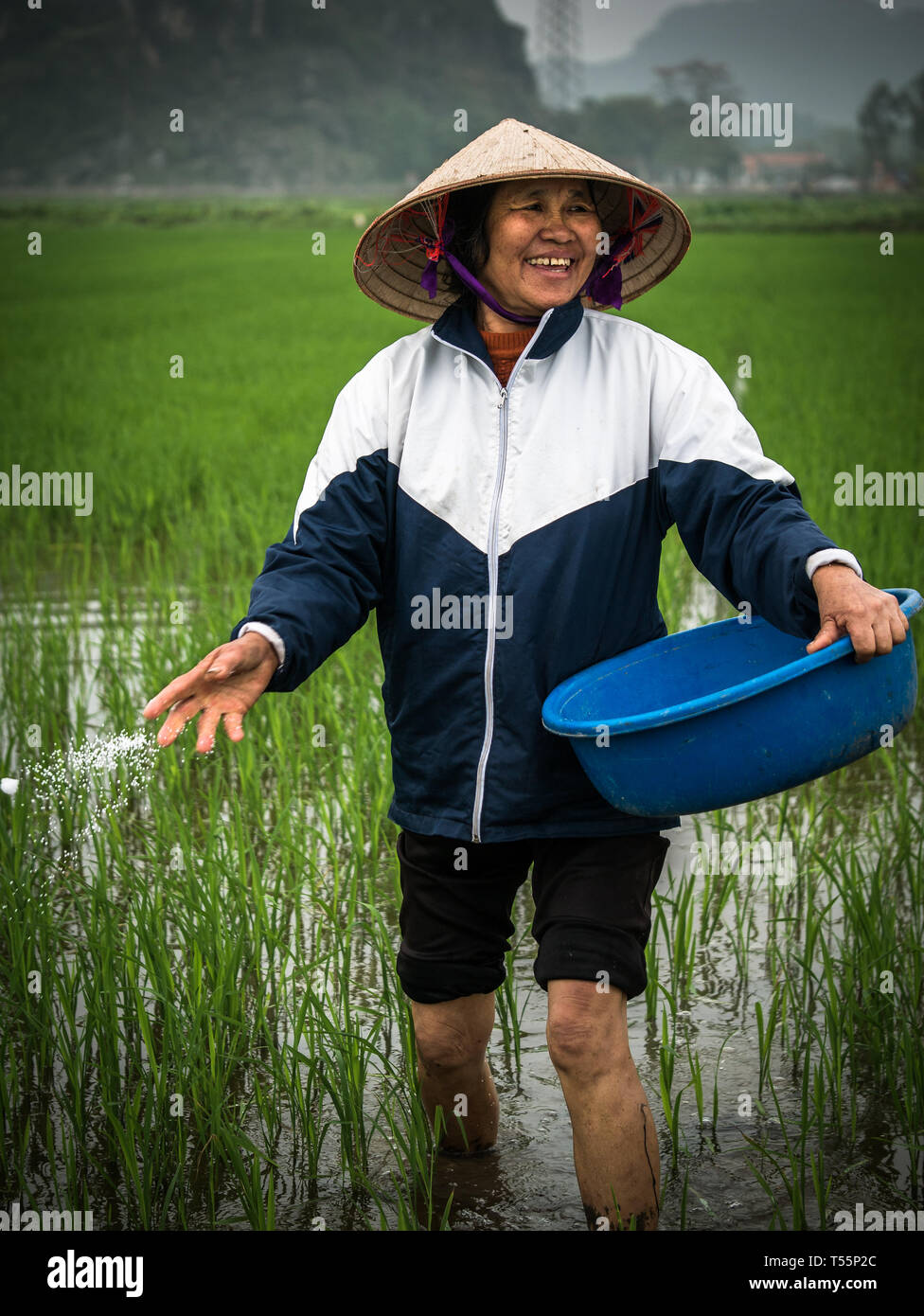 Felice femmina contadino vietnamita con cappello conico in umido e riso verde farm di concimazione, Tam Coc, Ninh Binh, Vietnam Asia Foto Stock