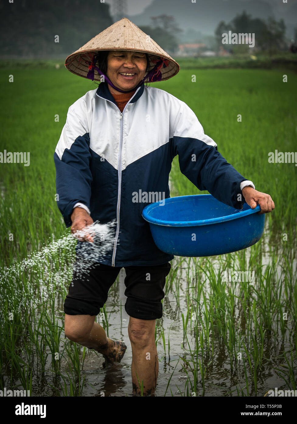 Felice femmina contadino vietnamita con cappello conico in umido e riso verde farm di concimazione, Tam Coc, Ninh Binh, Vietnam Asia Foto Stock