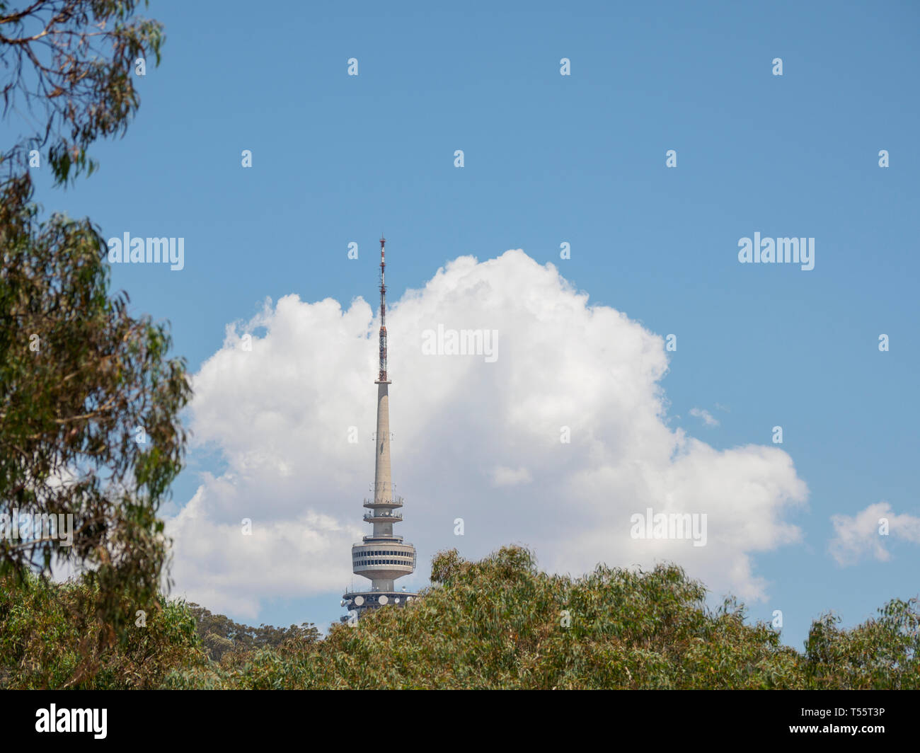 Telstra Tower dietro gli alberi a Canberra, Australia Foto Stock