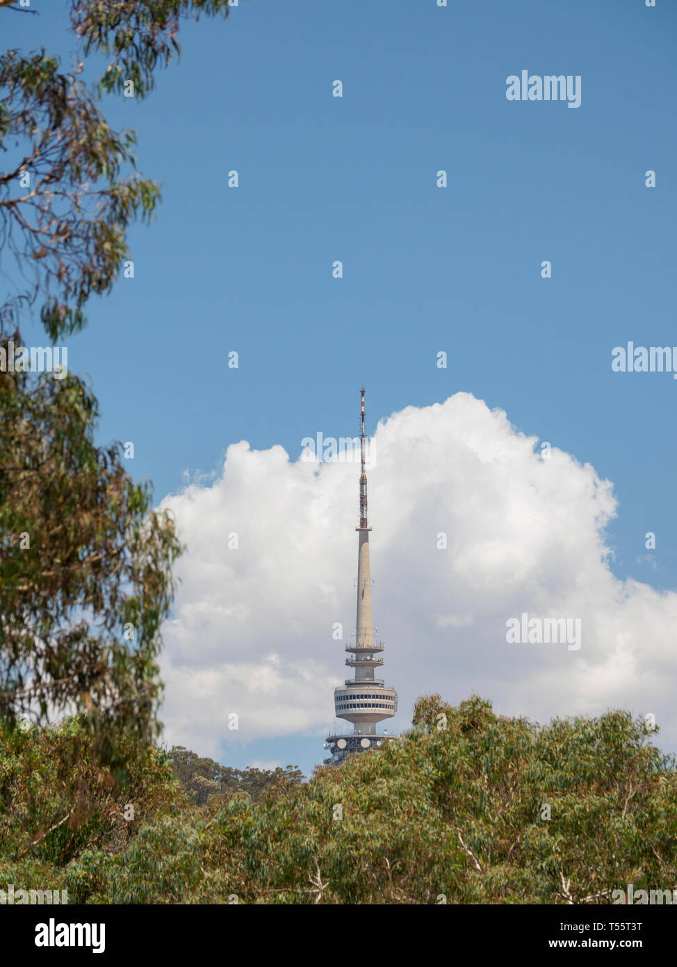 Telstra Tower dietro gli alberi a Canberra, Australia Foto Stock