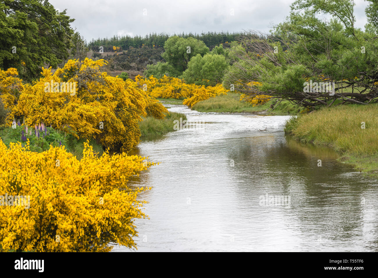 Eglinton fiume attraverso Te Anau Downs, Nuova Zelanda Foto Stock