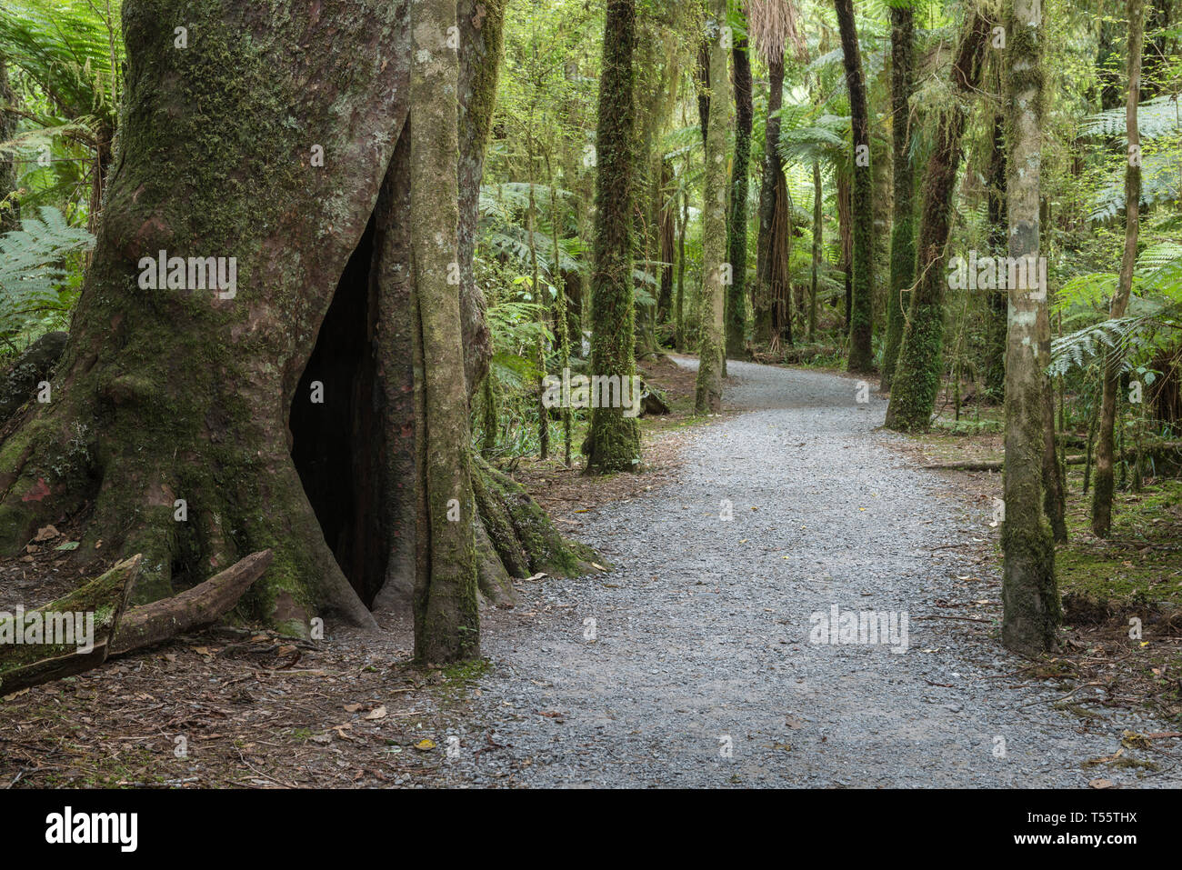 Sentiero attraverso la foresta in Mount aspiranti National Park, Nuova Zelanda Foto Stock