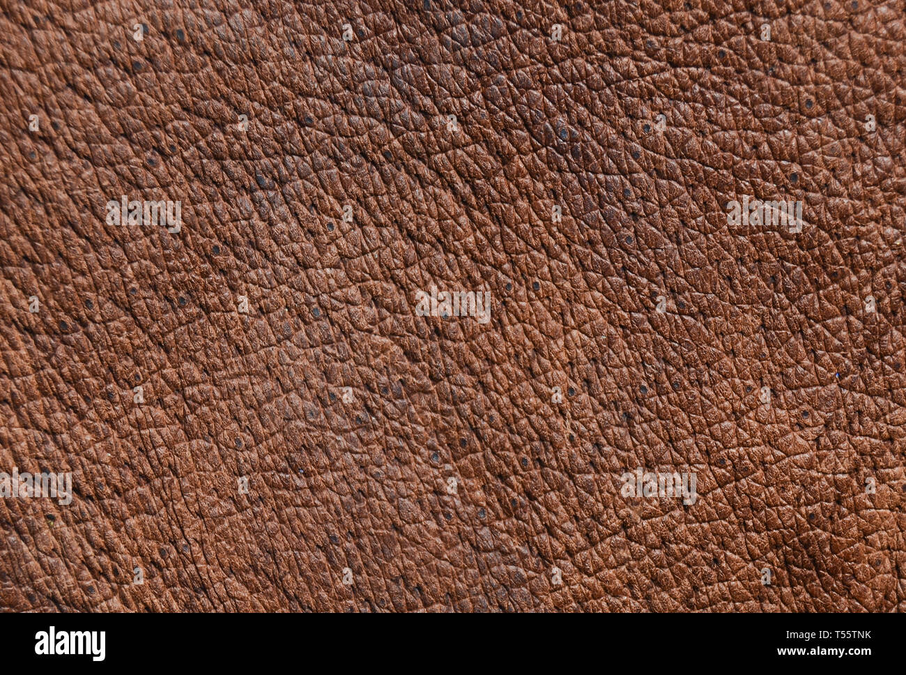 Pelle marrone con texture con pori. Foto Stock