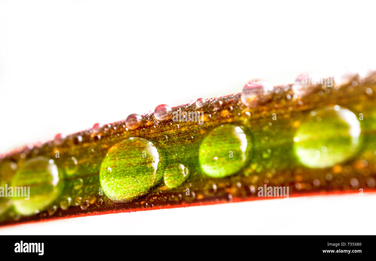 Gocce di acqua su una foglia di rosso refilato Dracaena isolati su sfondo bianco. Immagine macro di pioggia naturale, gocce di rugiada. Il giardinaggio, acqua fresca, Environme Foto Stock