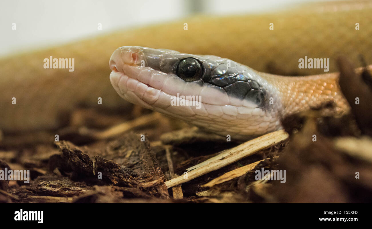 Cavernicola serpente di ratto Foto Stock