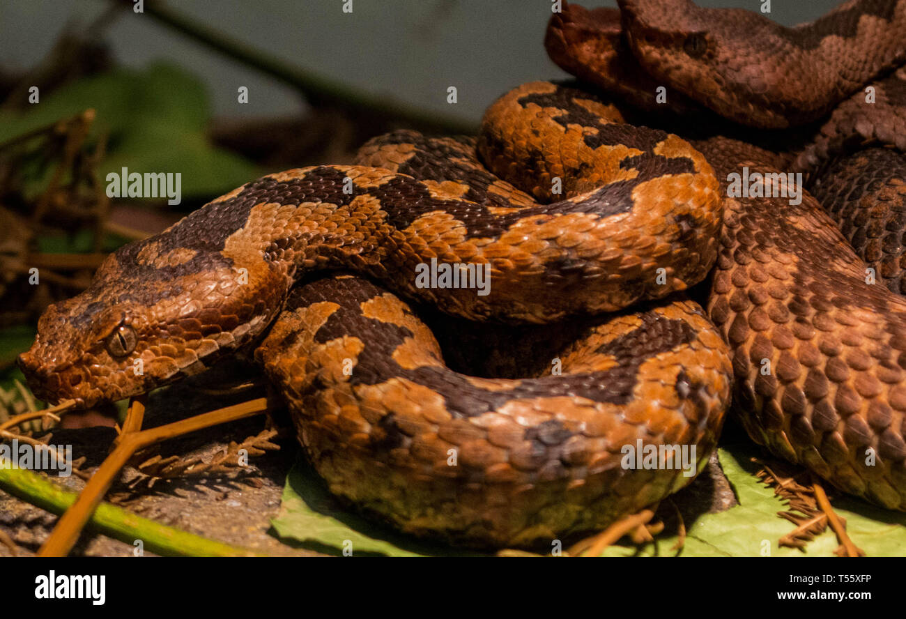 Vipera ammodytes, vipera cornuta Foto Stock