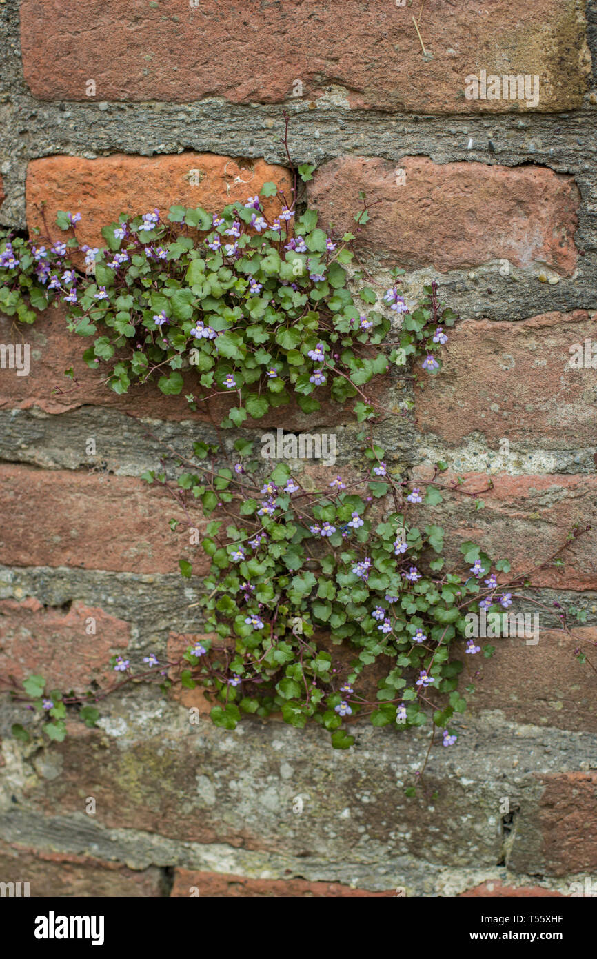 Cymbalaraia muralis, l'edera-lasciava toadflax sulla parete della fortezza di Kalemegdan a Belgrado Foto Stock