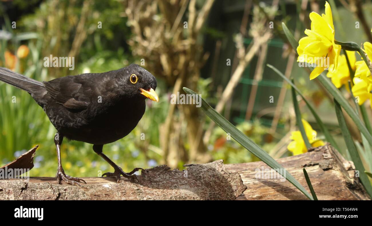 Merlo maschio (Turdus Merula) appollaiato sul ramo tra fiori di primavera in un giardino inglese. Aprile 2019, Midlands, Regno Unito Foto Stock