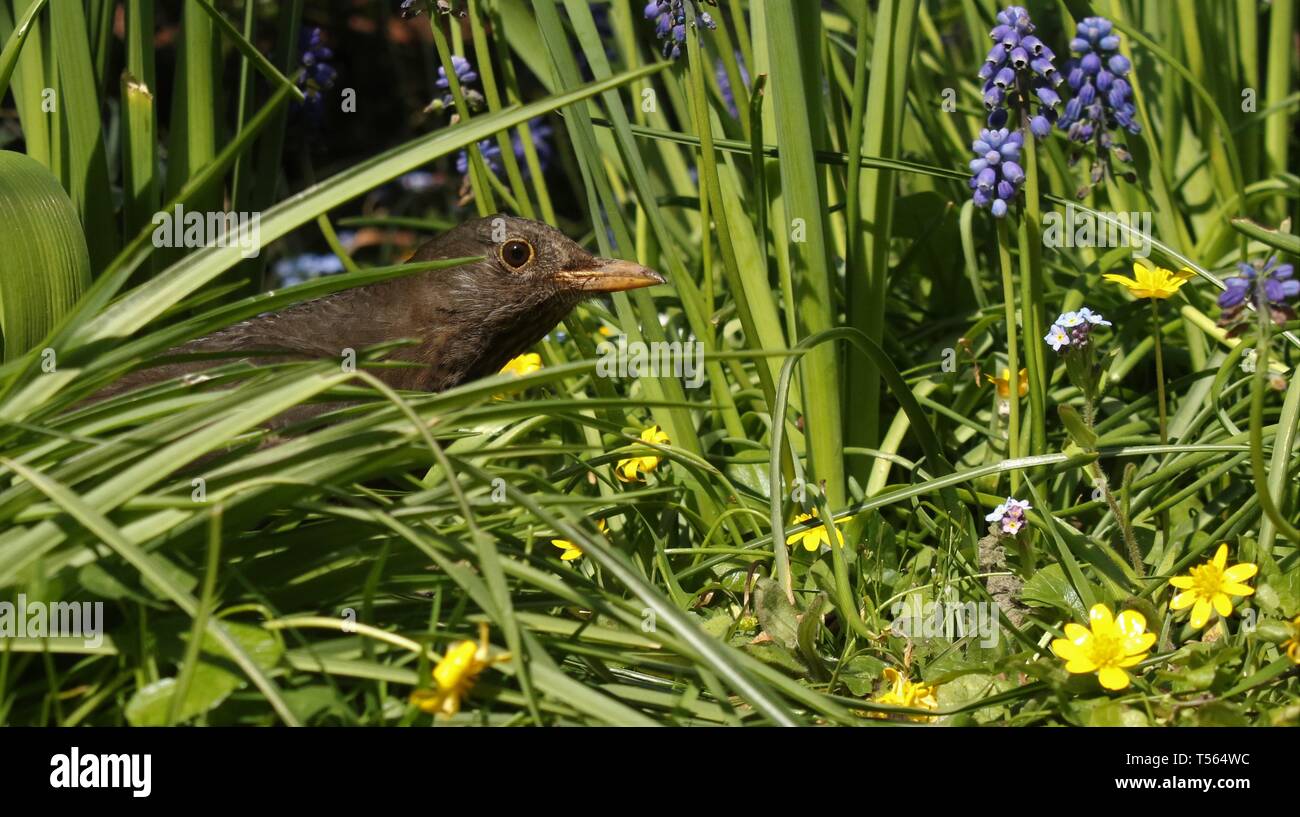 Merlo femmina (Turdus Merula) peeking attraverso boschi glade e fiori di primavera. Aprile 2019, Midlands, Regno Unito Foto Stock