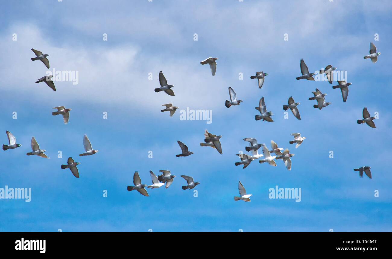 Un branco di piccioni in volo contro un cielo blu Foto Stock
