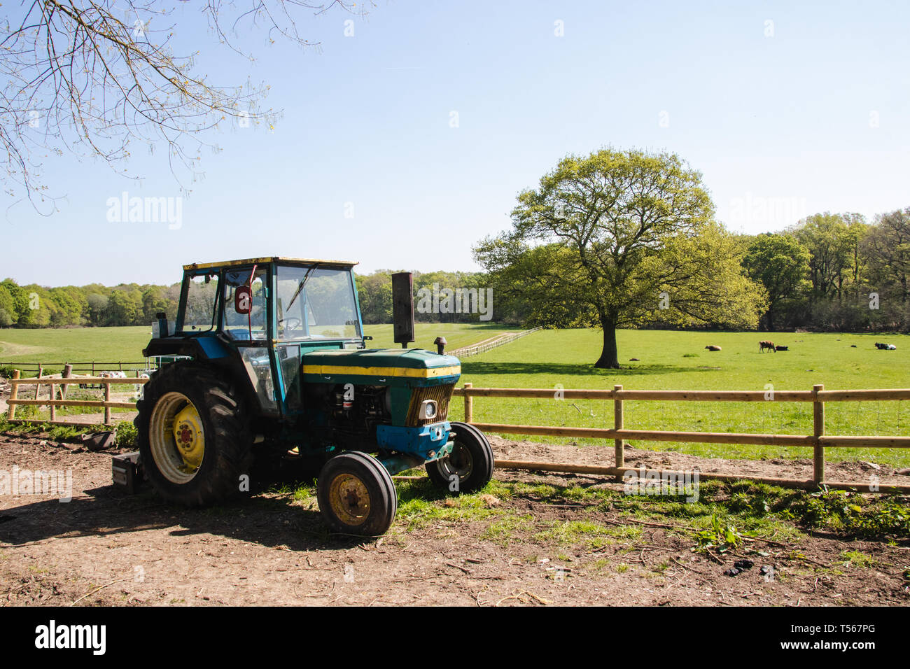 Trattore verde su un English azienda agricola con allevamento di bestiame in background Foto Stock