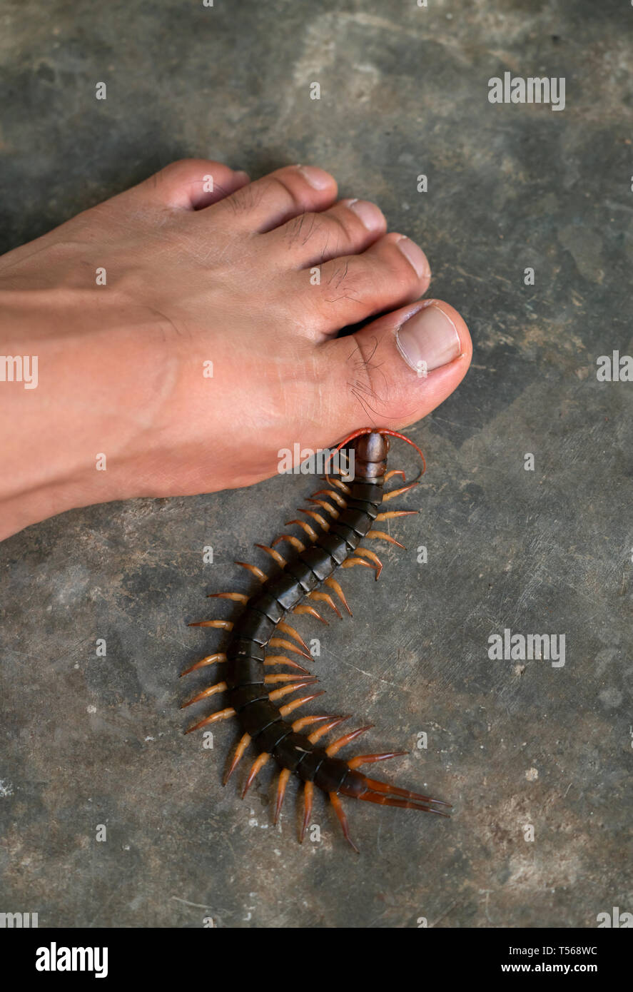 Le persone sono state morso da un centipede a piedi camminando nella loro casa Foto Stock