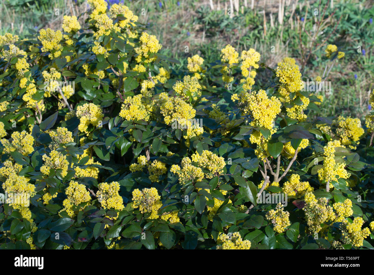 Mahonia aquifolium, oregon-uva bush con fiori gialli in giardino Foto Stock