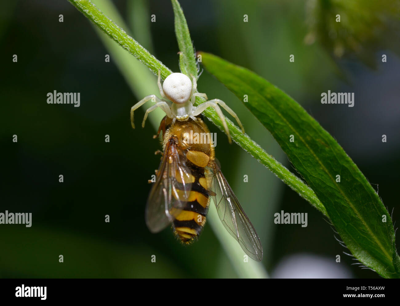 Piccolo ragno di granchio bianco Thomisidae che mangia un mirtillo su uno stelo vegetale Foto Stock