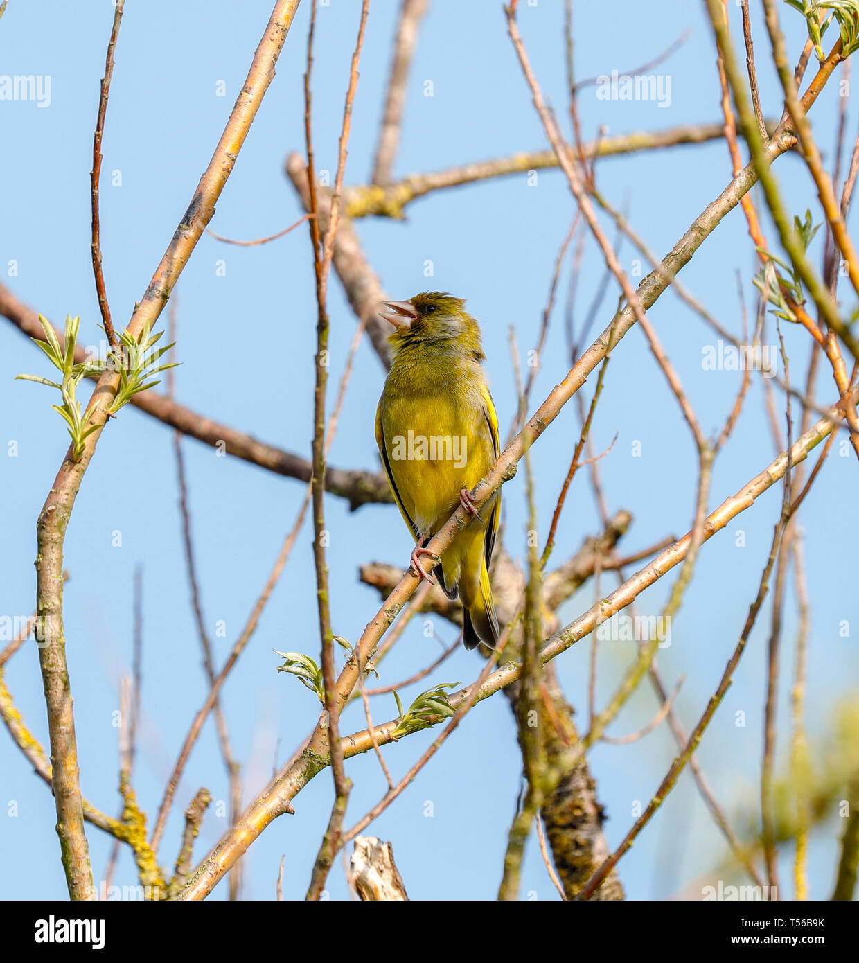 Verdone (Carduelis chloris) Foto Stock