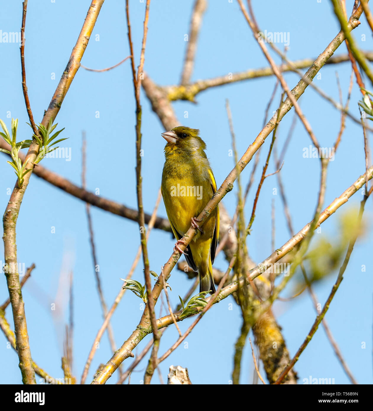 Verdone (Carduelis chloris) Foto Stock