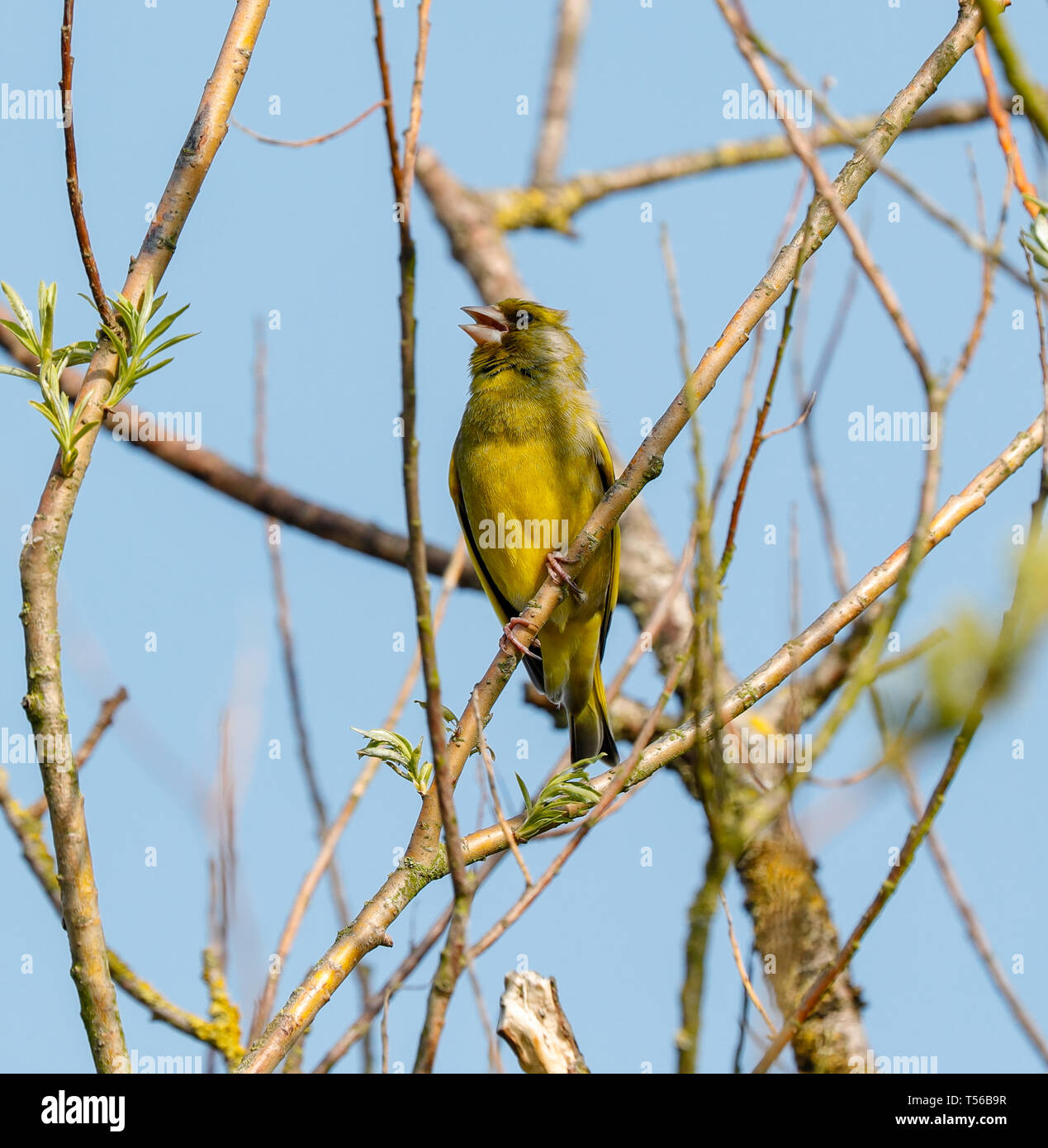 Verdone (Carduelis chloris) Foto Stock
