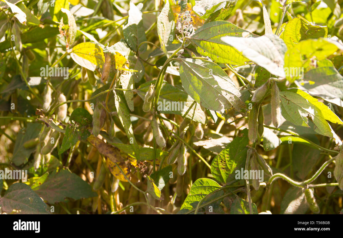 Vista ravvicinata di fagioli di soia sulle piante Foto Stock