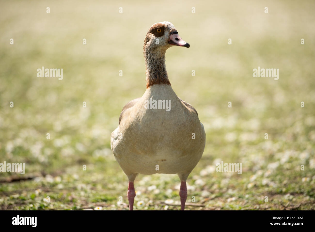 Regents Park, London, Regno Unito. Xx Aprile, 2019. © Byron Kirk Foto Stock