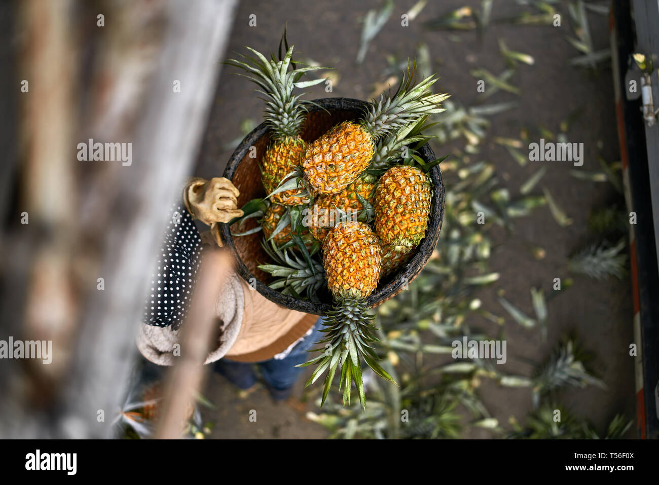 Il corpo del carrello con il lavoratore dentro il quale porta di ananassi Foto Stock