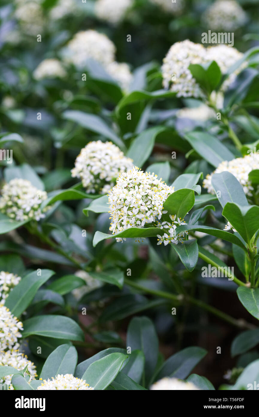 Skimmia japonica 'fragrans' Fiori. Foto Stock