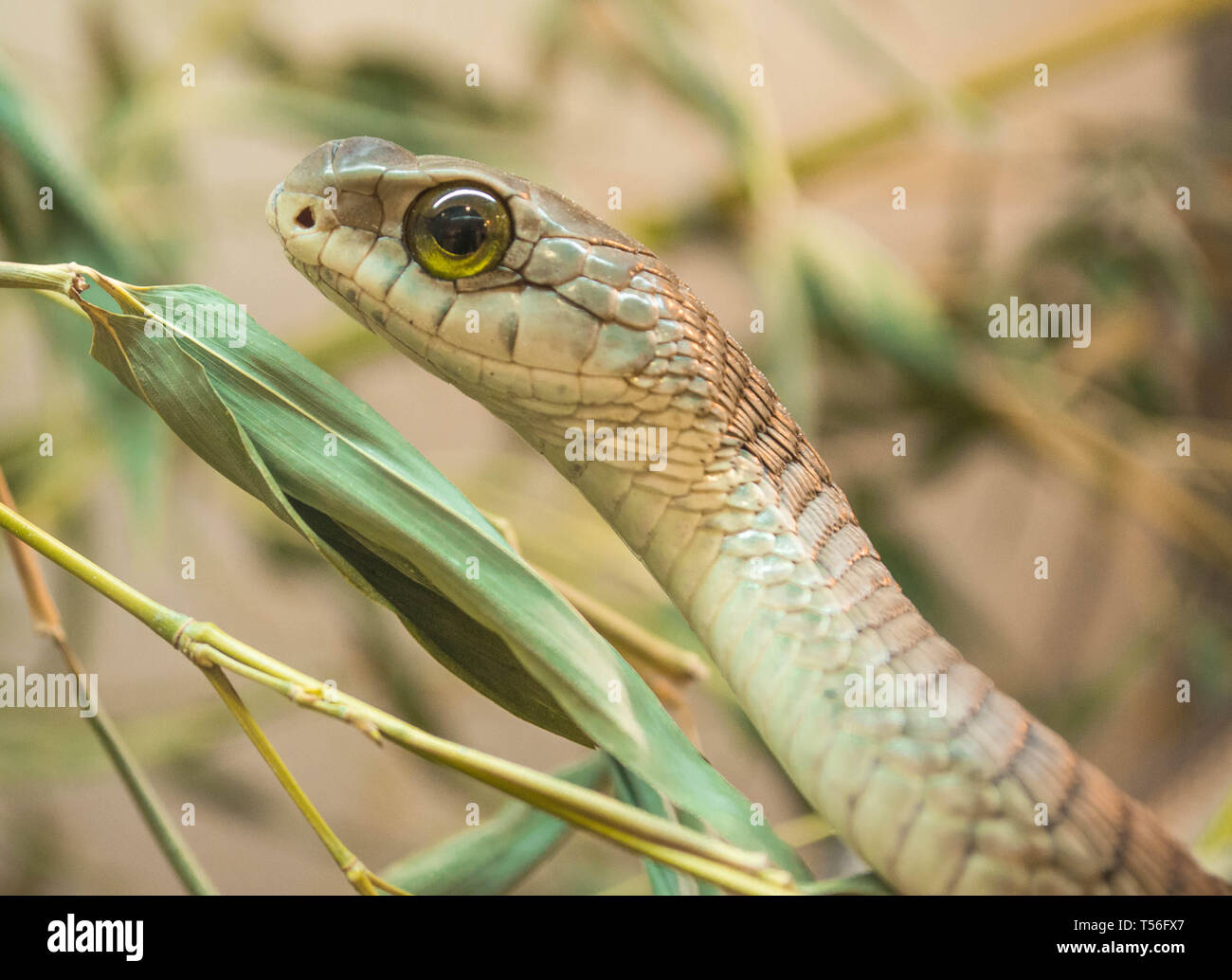 Boomslang, dispholidus typus Foto Stock