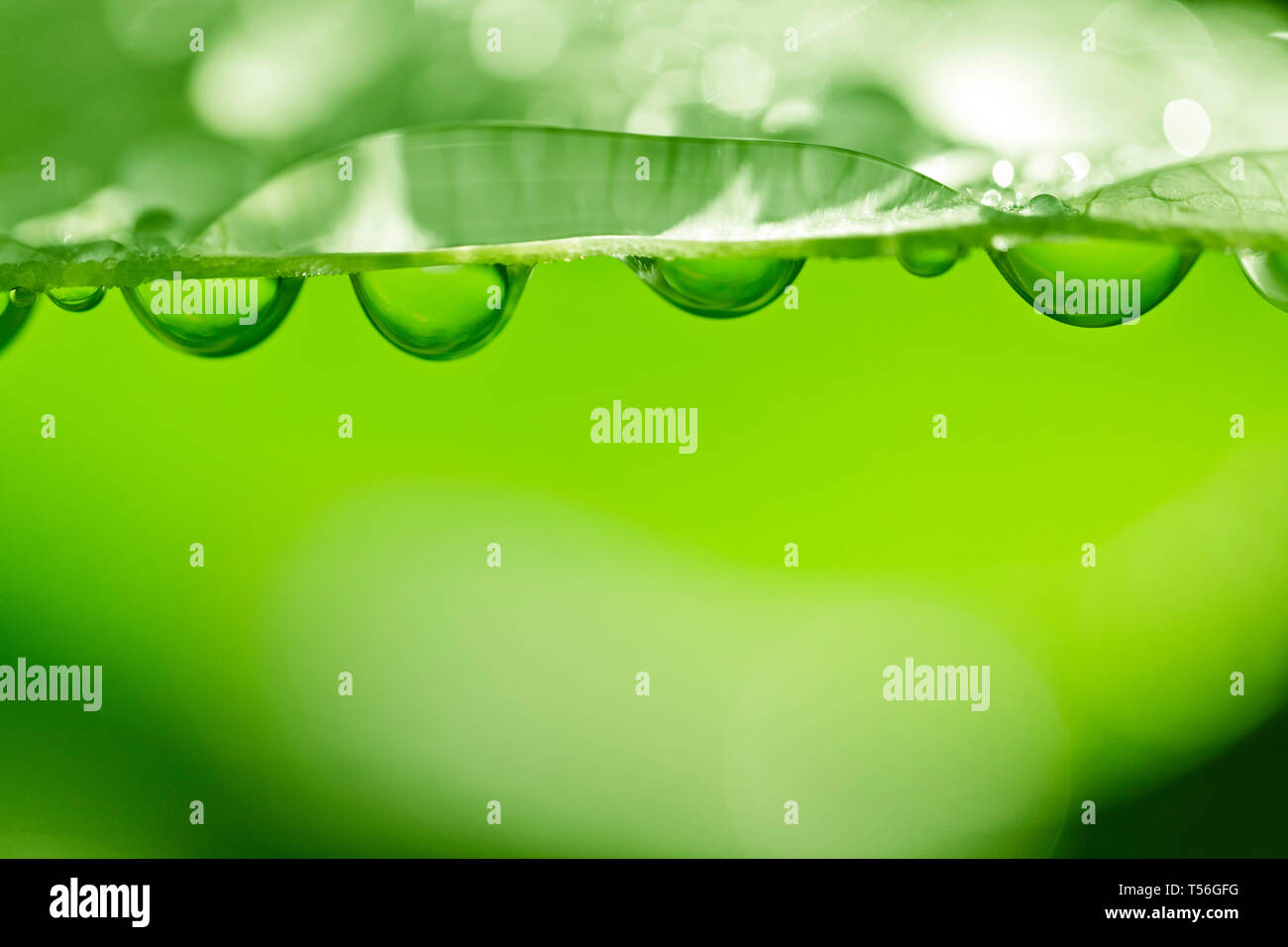 Verde brillante foto foglia con gocce d'acqua al mattino. Profondità di campo Foto Stock