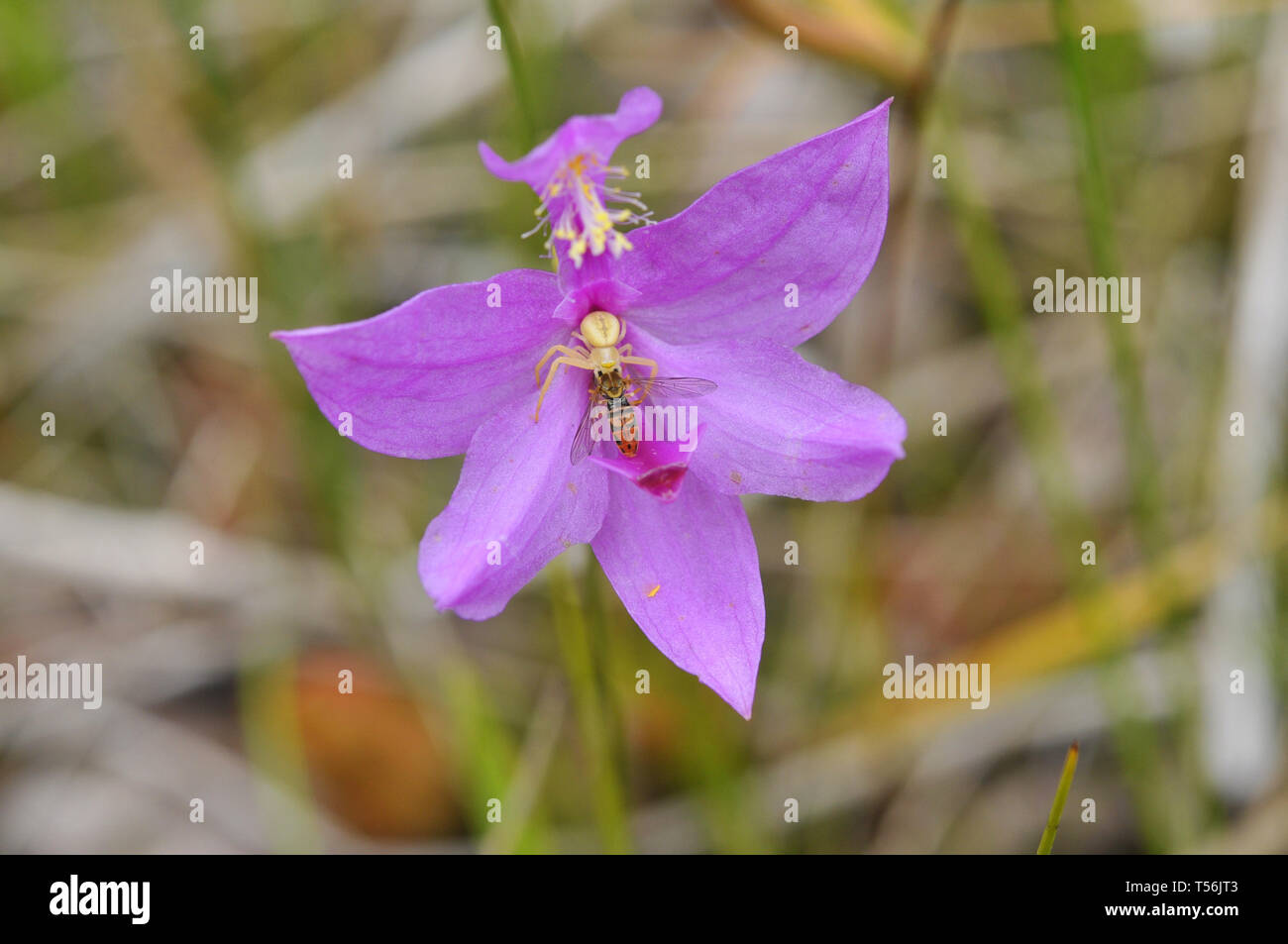 North American orchid Foto Stock