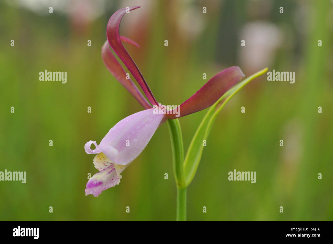 North American orchid Foto Stock