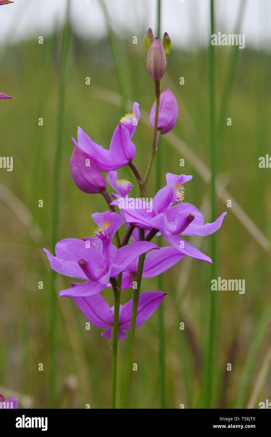 North American orchid Foto Stock