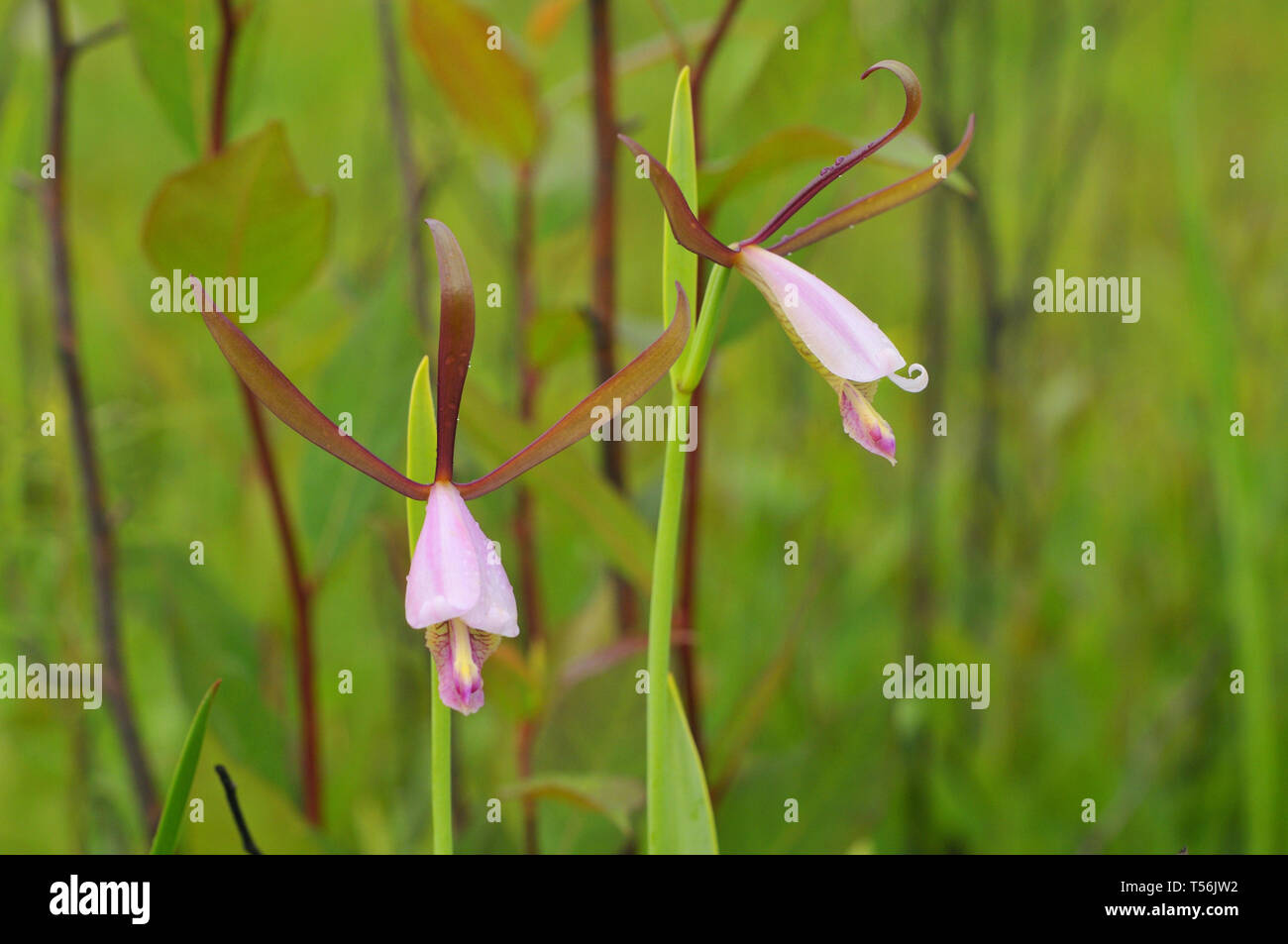 North American orchid Foto Stock