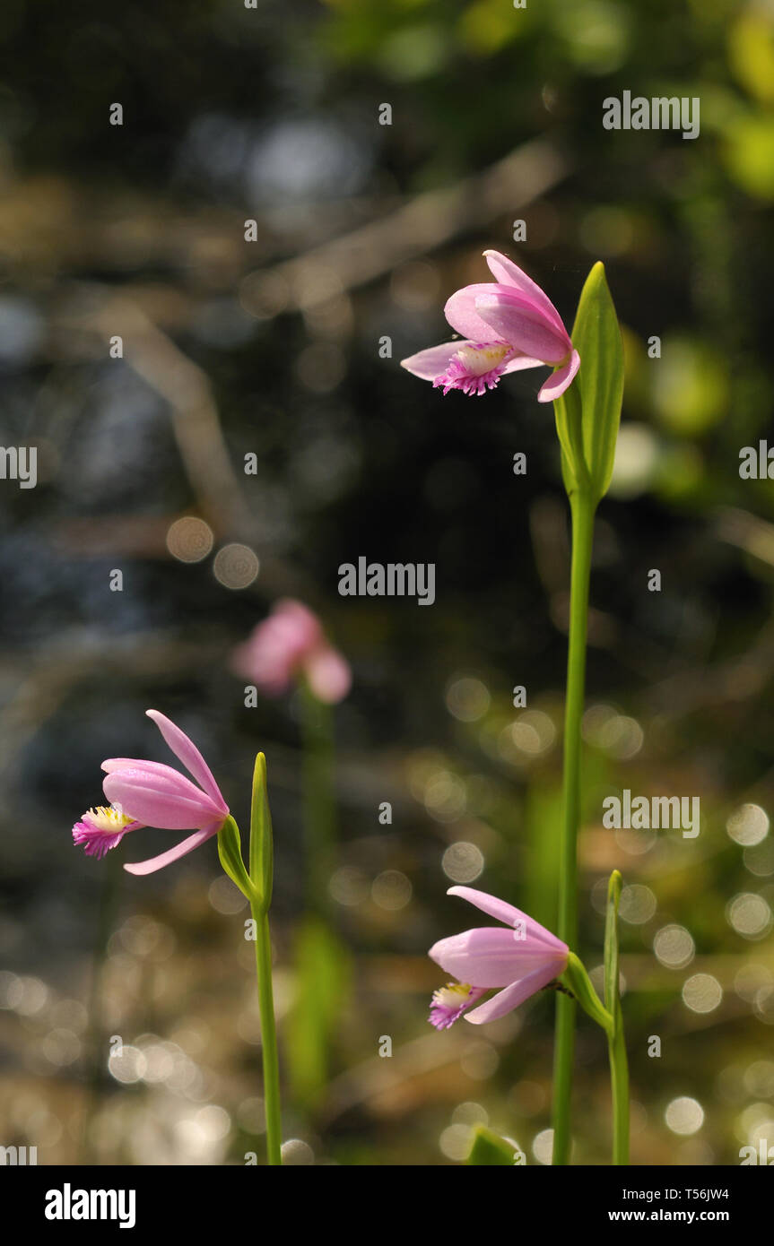 North American orchid Foto Stock