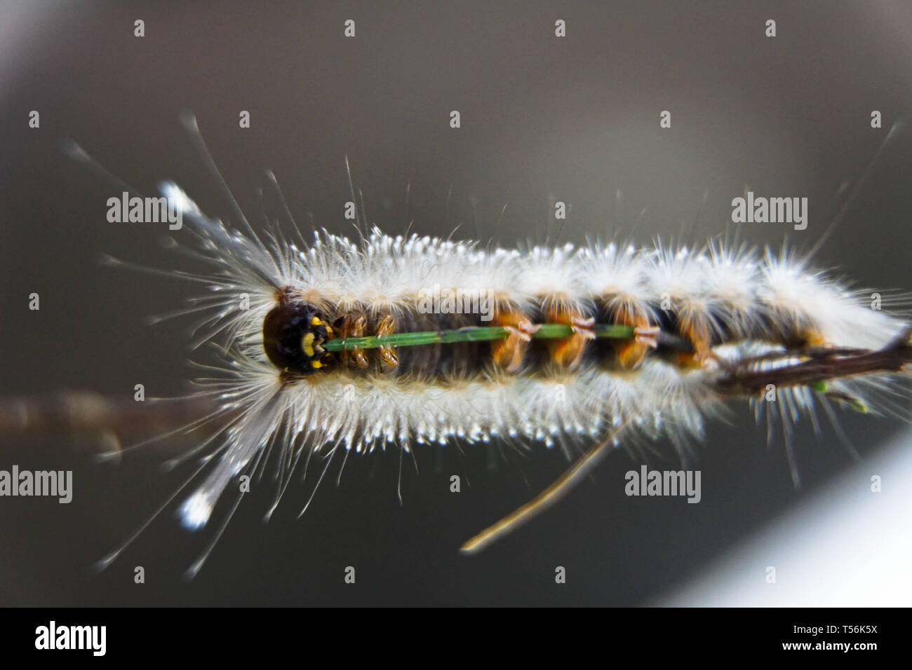Close-up di tarma Caterpillar, Hairy caterpillar isolato con sfondo sfocato Foto Stock