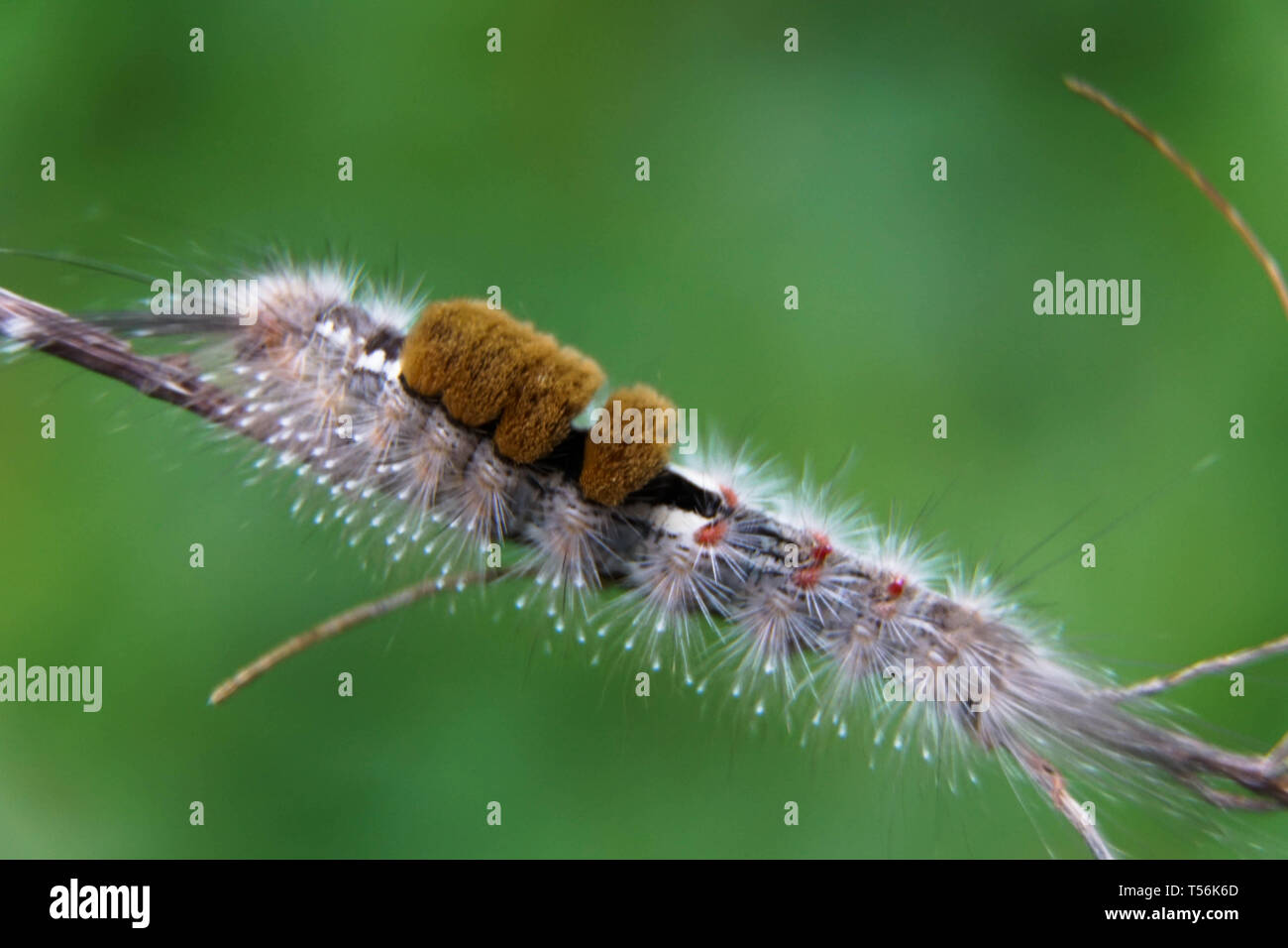 Close-up di tarma Caterpillar, Hairy caterpillar isolato con sfondo sfocato Foto Stock