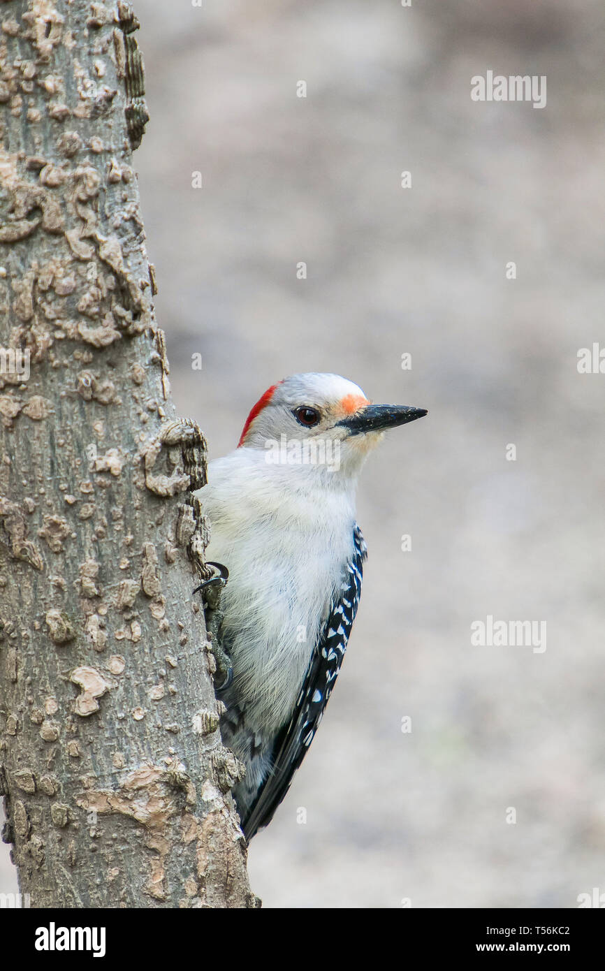 Rosso-picchio panciuto appollaiato su un albero. Foto Stock