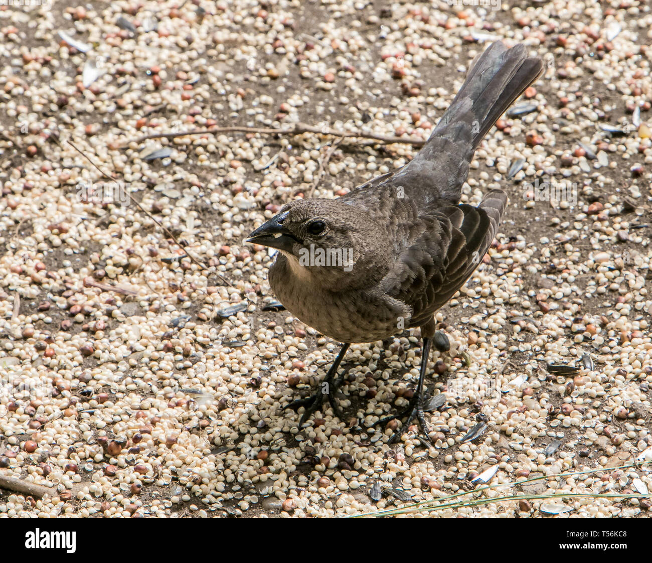 Femaile marrone-guidato cowbird. Foto Stock