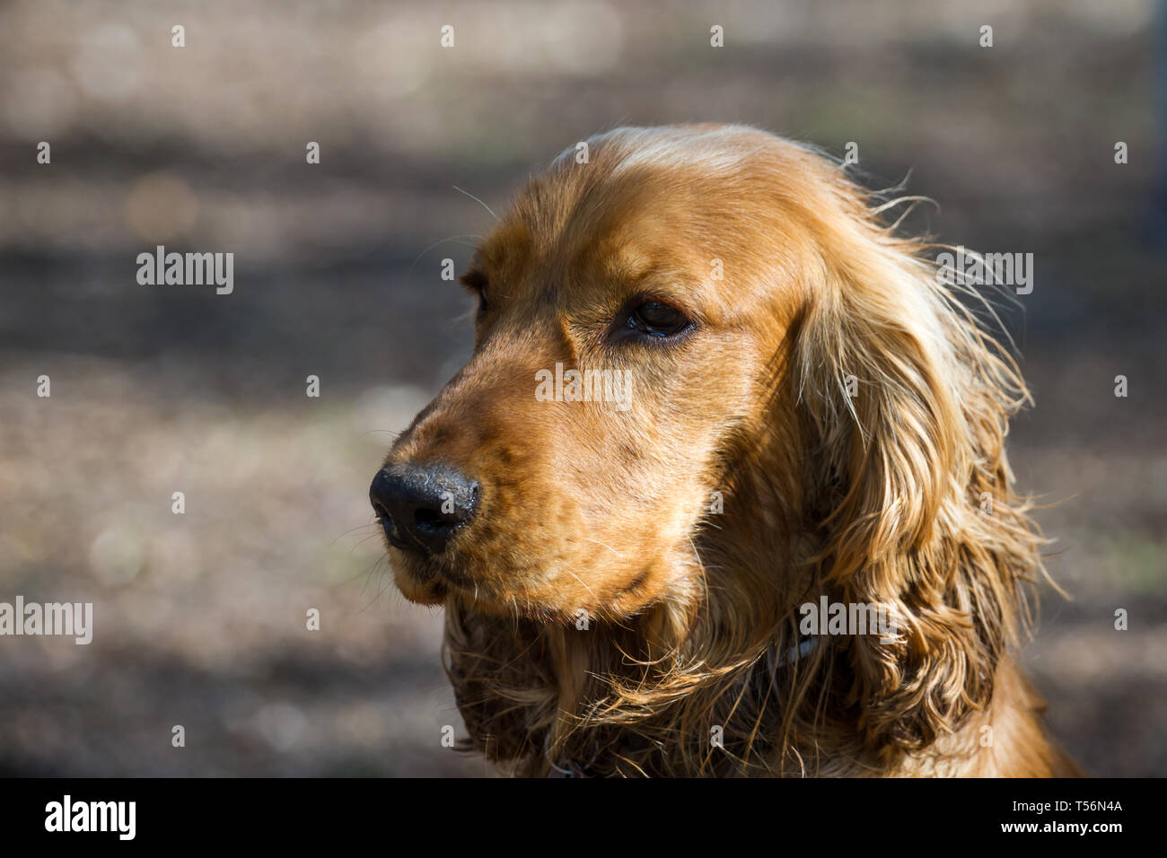 Cocker Spaniel cane Foto Stock