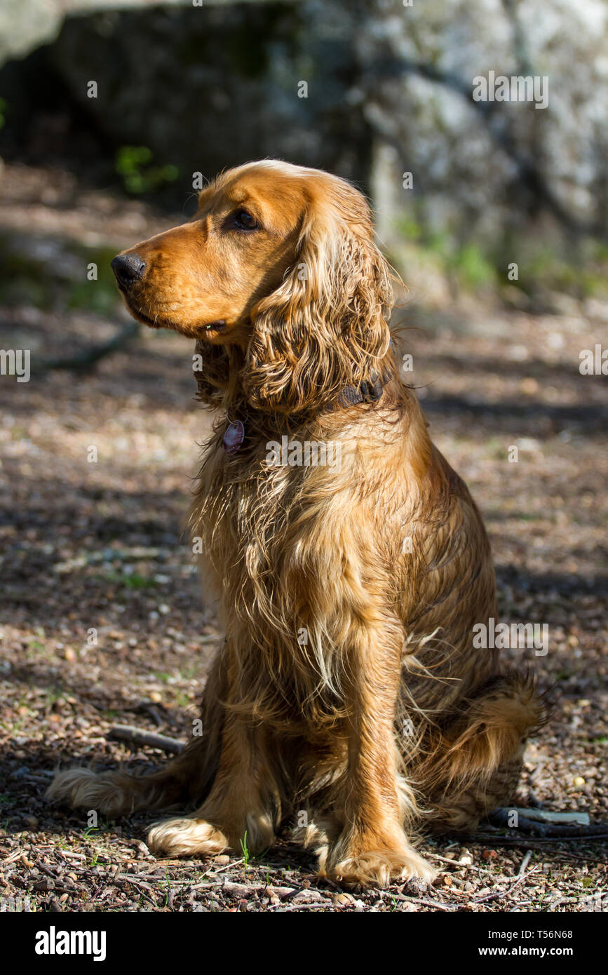 Cocker Spaniel cane Foto Stock