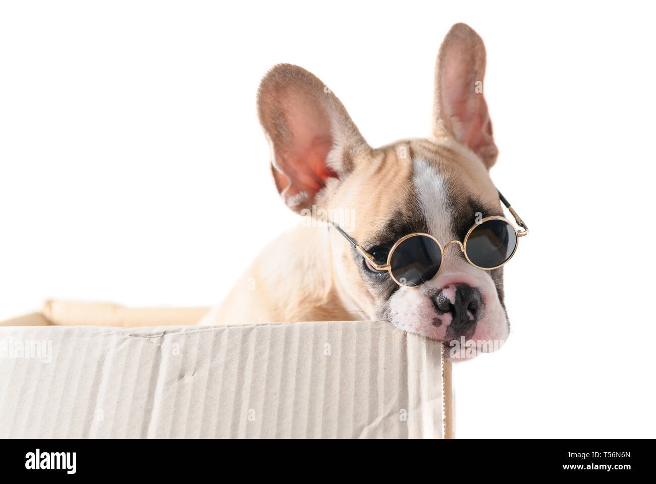 Carino bulldog francese usura sunglass mordere box carta isolato su sfondo bianco, Naughty dog concept Foto Stock